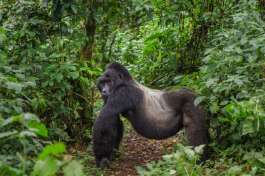 Silverback Gorilla in Bwindi National Park 