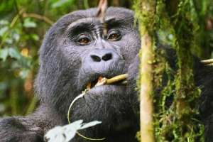 Bwindi National Park Gorilla