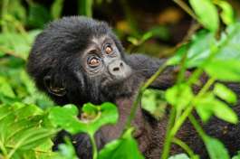 Young Gorilla in Bwindi 