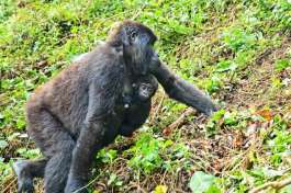 Gorilla Mother and Baby 