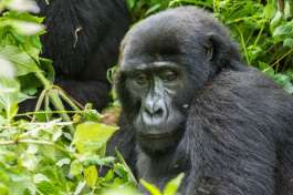 Gorilla Female in Bwindi 