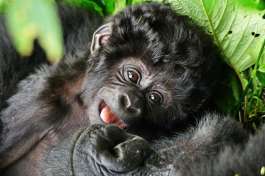 Resting Mother and Baby Gorilla 