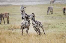 Zebra in Serengeti National Park 