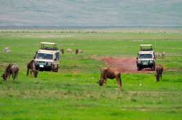 Serengeti Game Drive 
