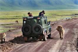 Game Drive in Ngorongoro Crater 