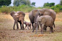 South Luangwa Elephants 