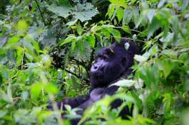 Gorilla Trekking in Uganda 