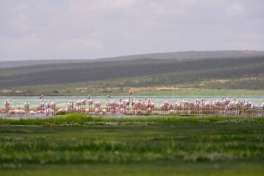 Nakuru Flamingos 