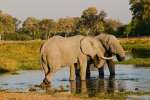 Moremi Elephants 