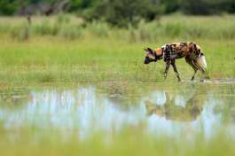 Wild Dog Moremi 