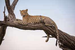 Leopard in Tree in Moremi 