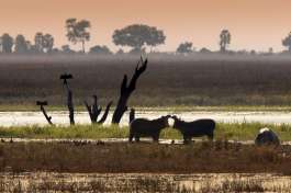 Hippos Fighting at sunset 
