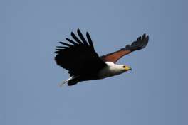 African Fish Eagle Okavango Delta 