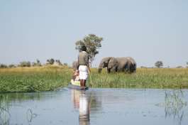 Elephants from Mokoro Moremi Game Reserve 