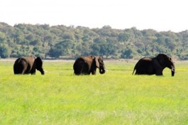 Chobe elephants 