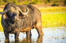 Chobe Buffalo 