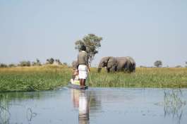 Elephants from Mokoro Moremi game reserve 