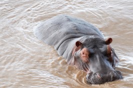 South Luangwa Hippo 