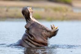 Chobe River Hippo 