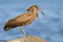 Hamerkop at Lake Malawi 
