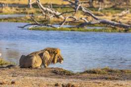 Lion by Khwai River  