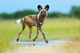 Moremi Wild Dog 