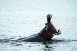Chobe River Hippo 