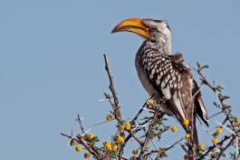 Yellow-Billed Hornbill Etosha National Park 