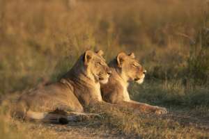 Lions at Khwai