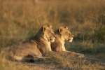 Lions at Khwai