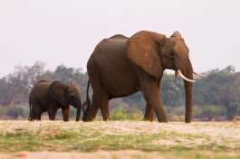 South Luangwa Elephants 