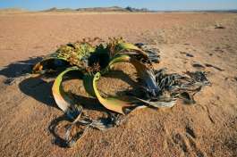 Welwitschia Plant Namib Naukluft 