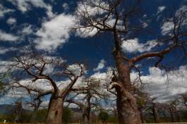 Baobab Valley in Southern Tanzania 