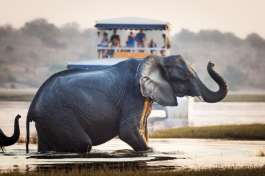 Elephant in Chobe River 