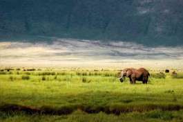 Elephant in the Ngorongoro crater 