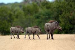 Warthog Family in Kruger 