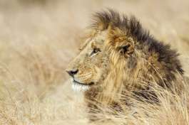 Lion in Greater Kruger 