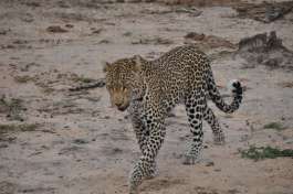 Greater Kruger Leopard 