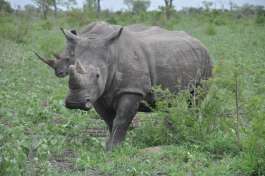 Kruger National Park Rhino 