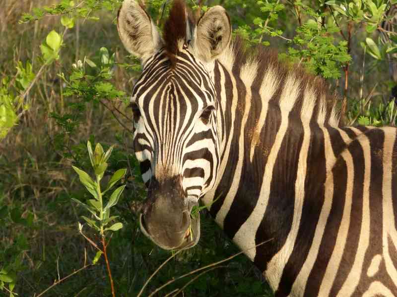 Zebra Greater Kruger