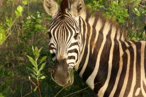 Zebra Greater Kruger