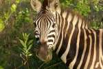 Zebra Greater Kruger 