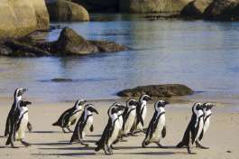 Penguin Colony visit 