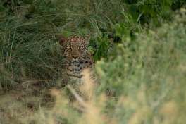 Leopard in Private Game Reserve 