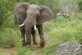 Elephant in Greater Kruger 