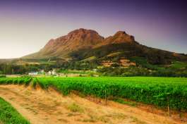 Stellenbosch Winelands 