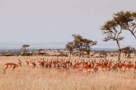 Impala Herd in Serengeti 