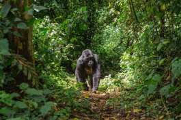 Mountain Gorilla Uganda 