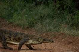 Crocodile Crossing Road Greater Kruger 