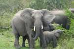 Elephant Family Kruger 